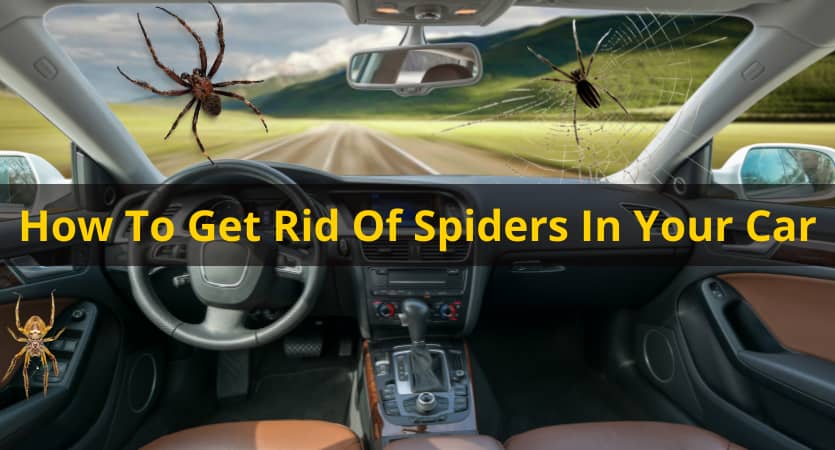 How To Get Rid Of Spiders In Your Car